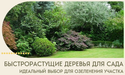 Быстрорастущие деревья для сада идеальный выбор в Устях-Куте