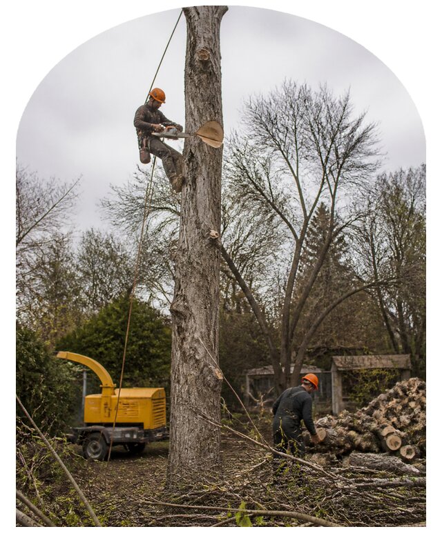 Спил аварийных деревьев в Устях-Куте по цене от 6693 р. | Метпроект-Утк